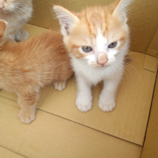 子猫をもらって下さい！
