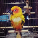 コガネメキシコインコの里親様募集です