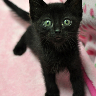 かわいい黒猫★イワン君