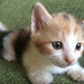 再募集◎赤ちゃん子猫