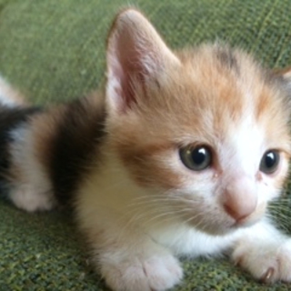 再募集◎赤ちゃん子猫