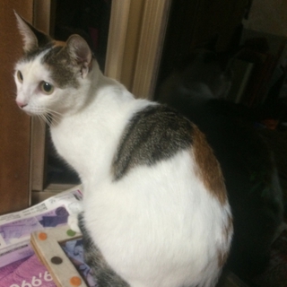 三毛猫の里親募集