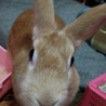 うさぎの女の子 サムネイル3