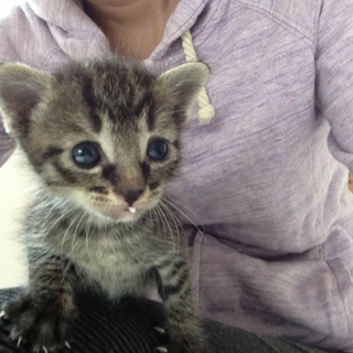 とっても人なっこい子猫ちゃんです！