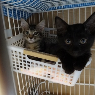 黒猫　チコ