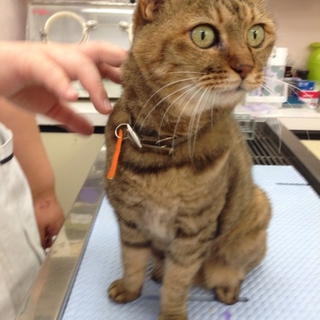 二匹の猫の里親を探しています
