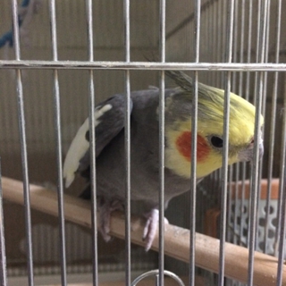 ありがとうございました