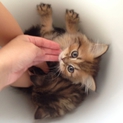 全てがかわいいペルシャ