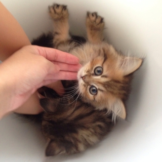 全てがかわいいペルシャ