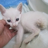 ボブテイルのきれいな白猫らんちゃん　動画あります サムネイル3