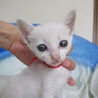 ボブテイルのきれいな白猫らんちゃん　動画あります サムネイル4