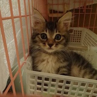 キジトラ　イチロー