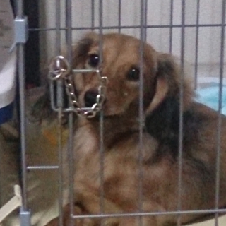 チョッパーくんです、よろしくお願いします