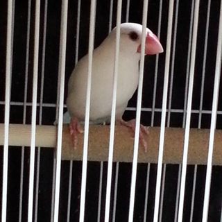 白文鳥可愛がってください(手乗りではないですが…)