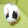 パンダ柄の赤ちゃん サムネイル2