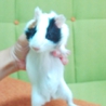 パンダ柄の赤ちゃん サムネイル5