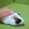 パンダ柄の赤ちゃん サムネイル6