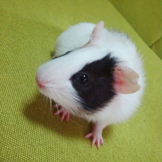 パンダ柄の赤ちゃん