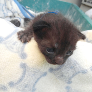 生後２週間子猫の家族大募集!