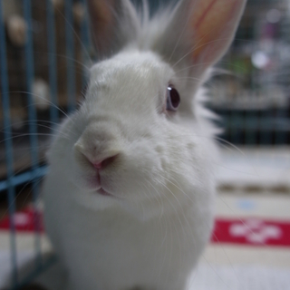 大阪で保護している【福岡遺棄うさぎ】くろっぽちゃん