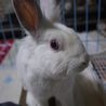 大阪で保護している【福岡遺棄うさぎ】くろっぽちゃん サムネイル3