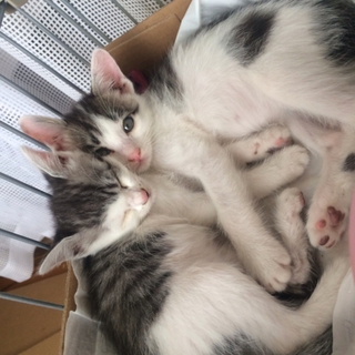 人懐こい子猫です