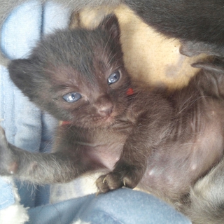 生後２週間子猫の家族大募集!