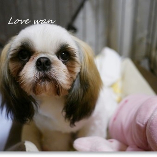 甘えん坊の6ヶ月のシーズ♂４．３キロ