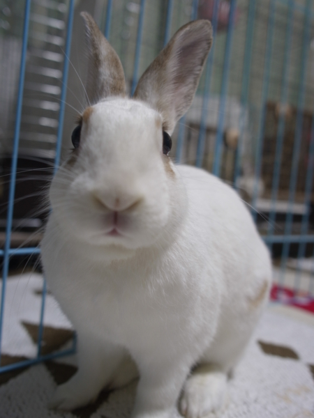  大阪で保護している【福岡遺棄うさぎさん】ライン君 サムネイル2