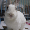  大阪で保護している【福岡遺棄うさぎさん】ライン君 サムネイル2