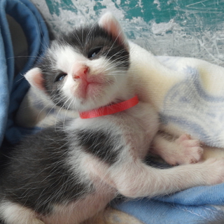 生後２週間子猫の家族大募集!