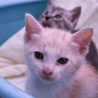 可愛い子猫の里親になっていただけないでしょうか？