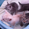 可愛い子猫の里親になっていただけないでしょうか？ サムネイル2