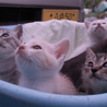 可愛い子猫の里親になっていただけないでしょうか？ サムネイル3