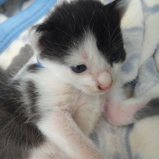 生後2週間子猫の家族大募集!