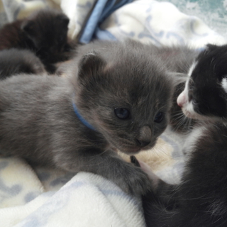 生後２週間子猫の家族大募集!