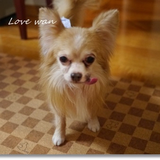 フレンドリーチワワ　♂７才、２．５