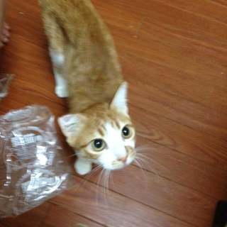 5ヶ月♂ヘムヘム君  同時募集♀成猫