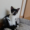 おもしろ牛柄　ロペくん♪ サムネイル4
