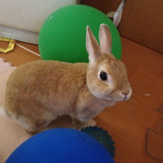 ☆ネザーランドドワーフ☆