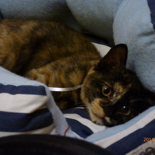 小柄なさびﾁｬﾝ