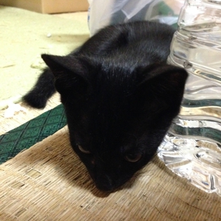 豪雨の中で保護しました