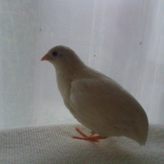 募集を終了しました。    