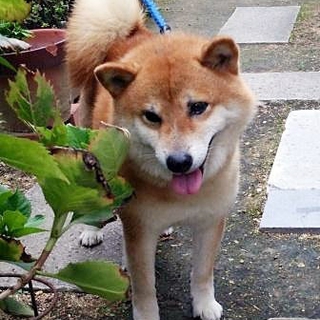 穏やかで大人しい　柴犬　「潤（じゅん）」くん
