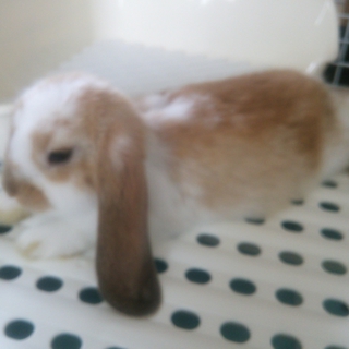 ホーランドロップイヤーの女の子です