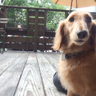 人が大好き♪　５歳　男の子　ショパン！