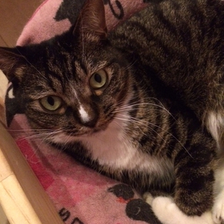 ２歳　女の子　ももちゃん♪