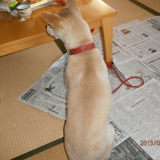 柴犬　雌　5歳　血統書あります　里親募集中です。