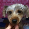 大人しいヨークシャーテリア幼犬の里親さん募集です サムネイル3