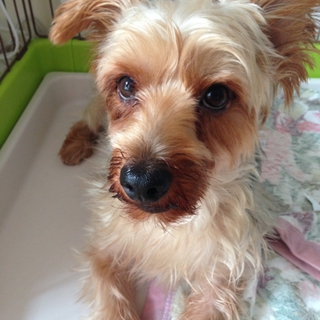 ヨークシャテリア男の子推定4才